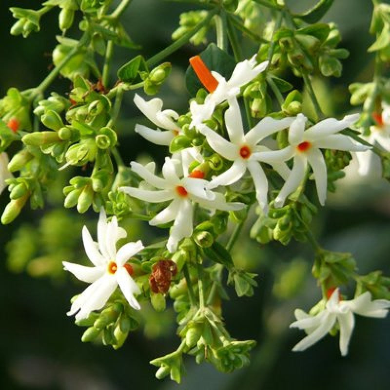  Harshringar Parijat Plant