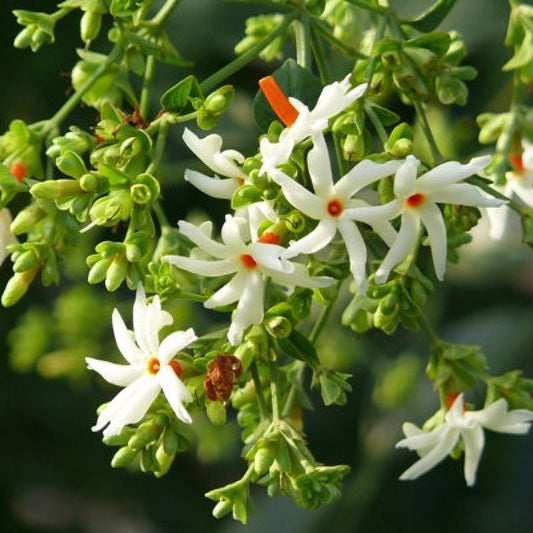  Harshringar Parijat Plant