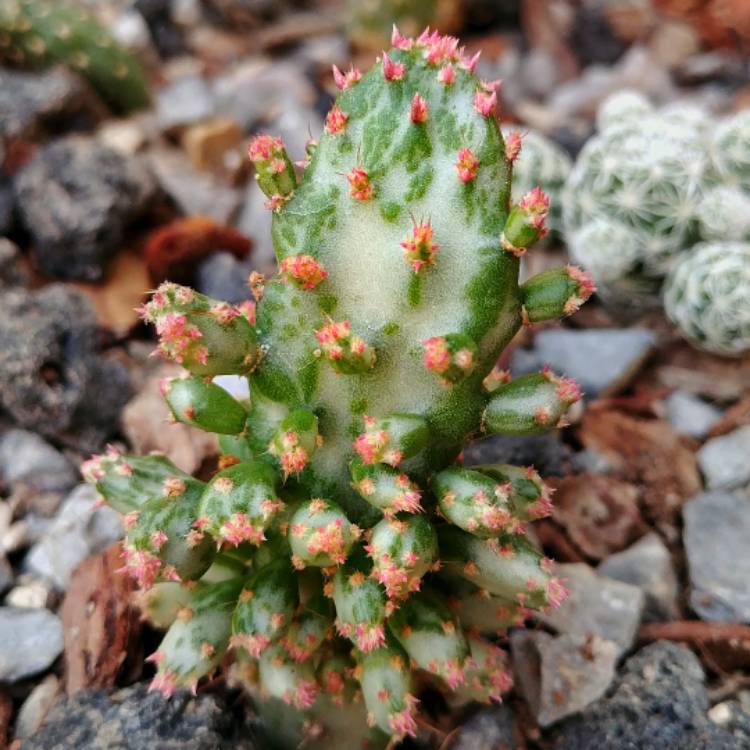  Opuntia Monacantha F. Monstruosa Variegata Cactus Plant