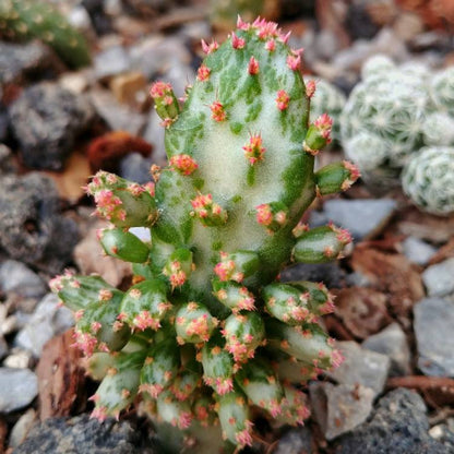  Opuntia Monacantha F. Monstruosa Variegata Cactus Plant