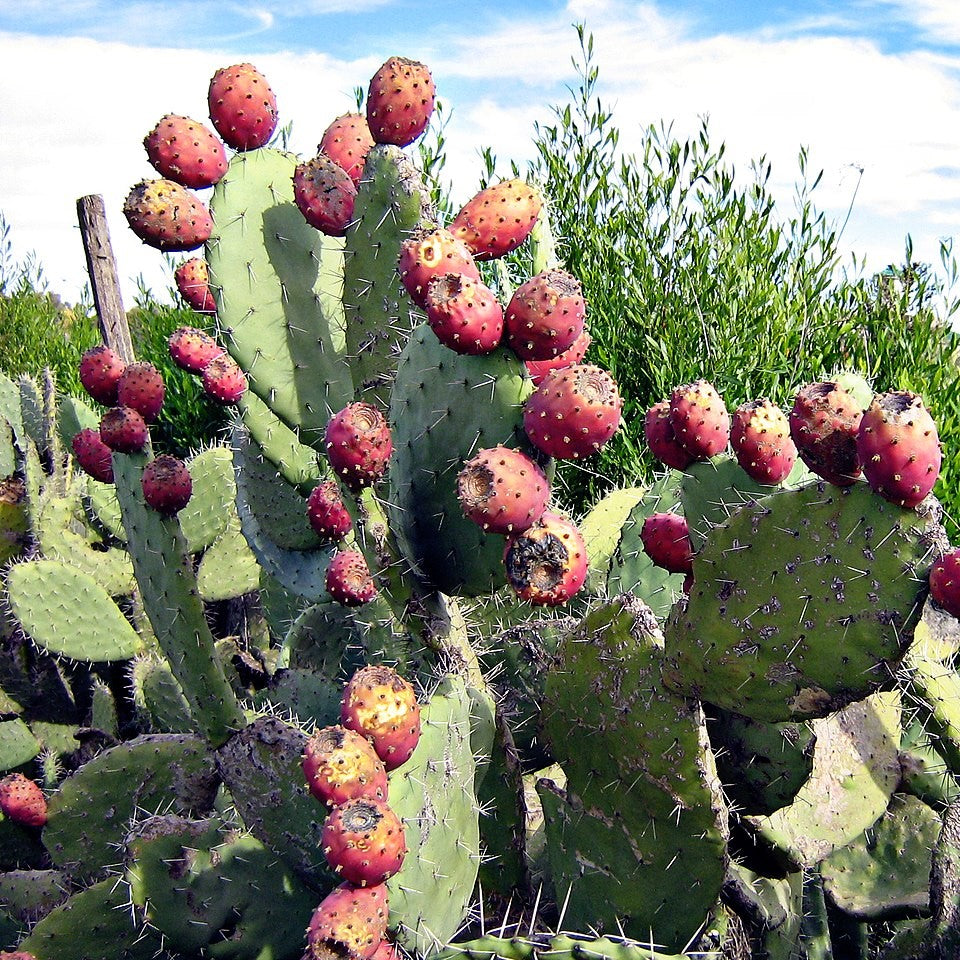  Opuntia Ficus Indica Cactus Plant