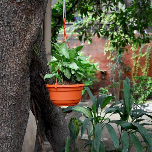  Set Of 3 : Hanging Terracotta Pot