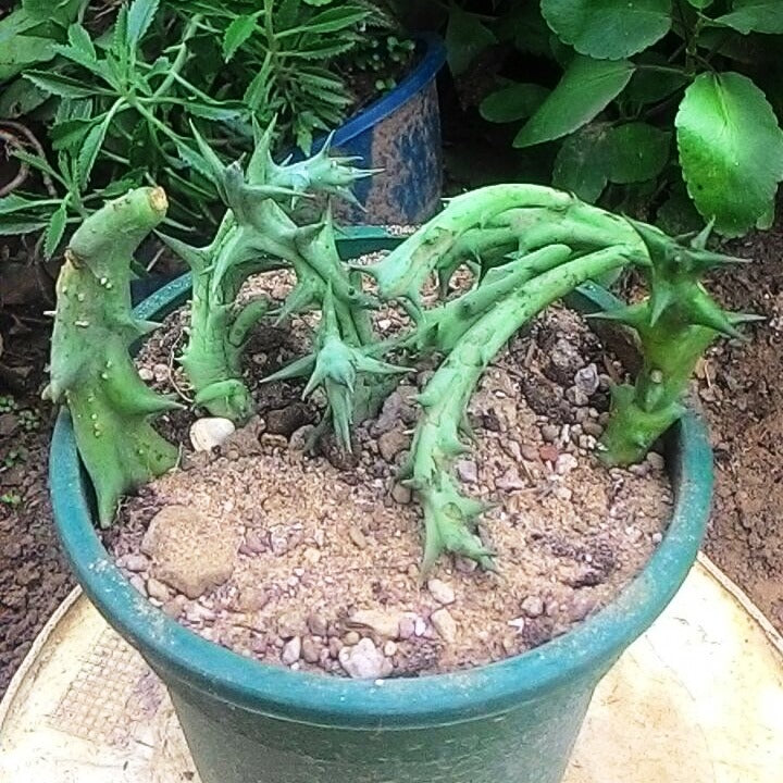  Orbea Dummeri Succulent Plant