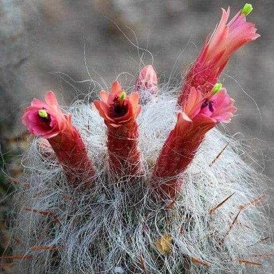  Oreocereus Celsinious Cactus Plant