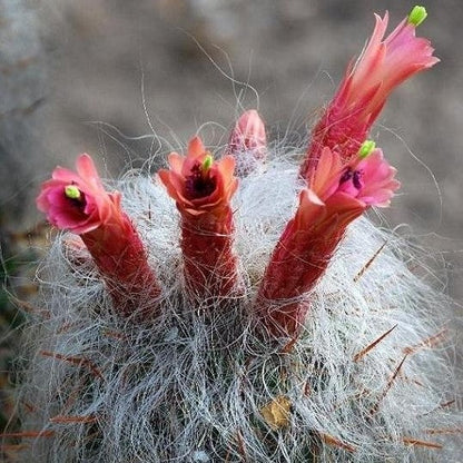  Oreocereus Celsinious Cactus Plant