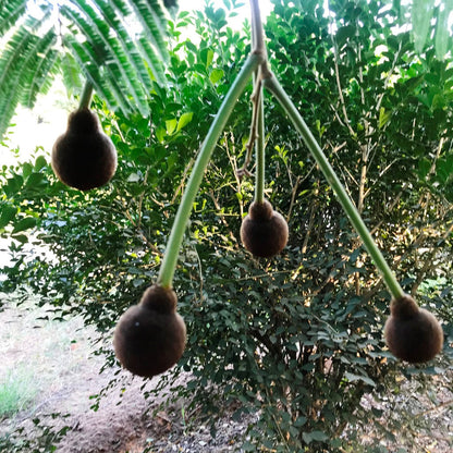  Parkia Biglandulosa Chanduphal Plant