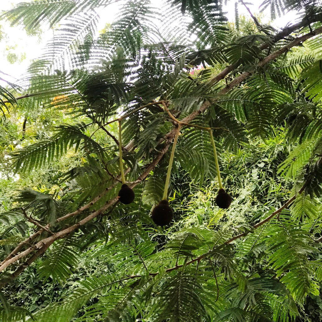  Parkia Biglandulosa Chanduphal Plant