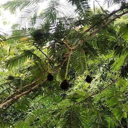  Parkia Biglandulosa Chanduphal Plant