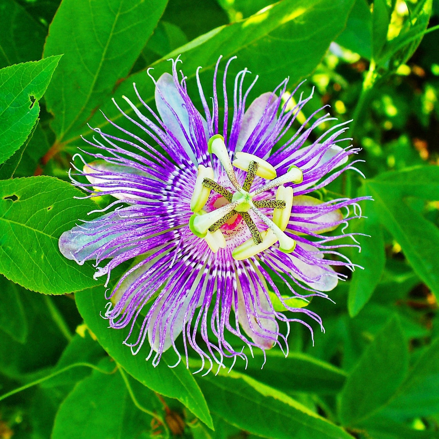  Krishna Kamal Passiflora Incarnata Plant