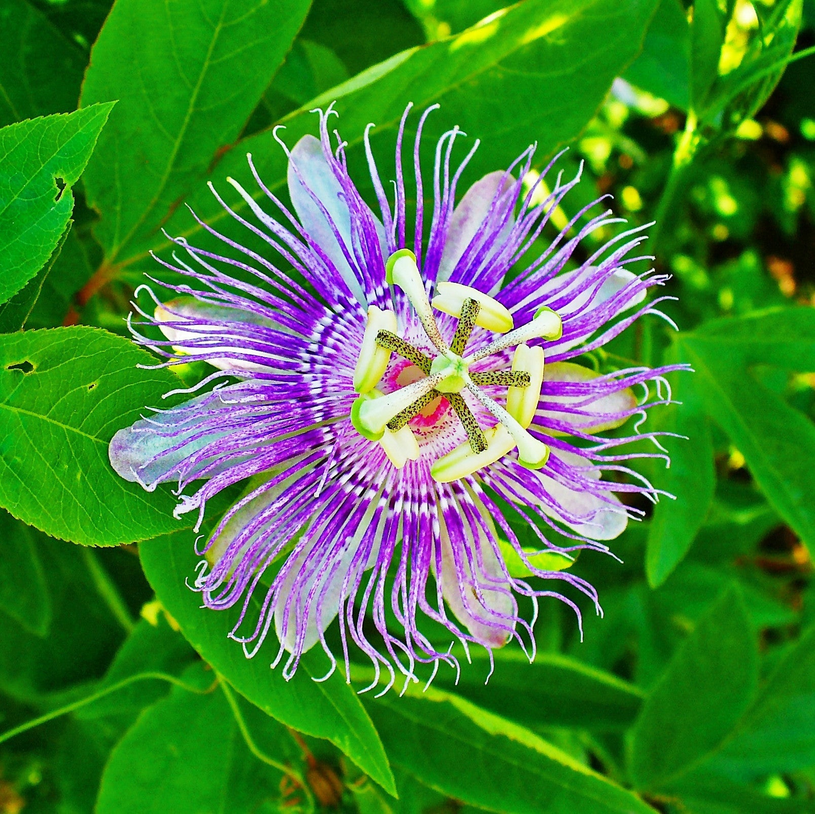  Krishna Kamal Passiflora Incarnata Plant