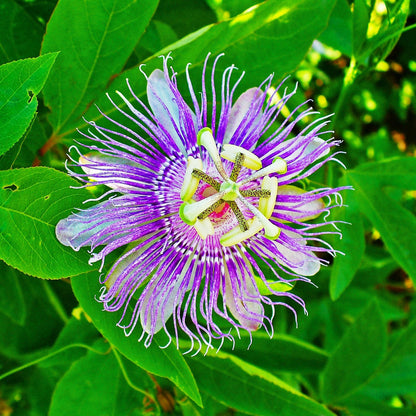  Krishna Kamal Passiflora Incarnata Plant