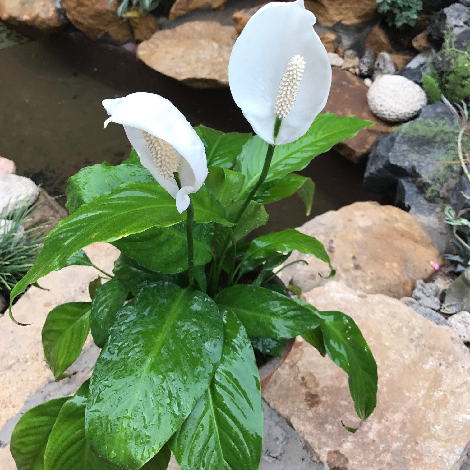  Peace Lily Petite Plant