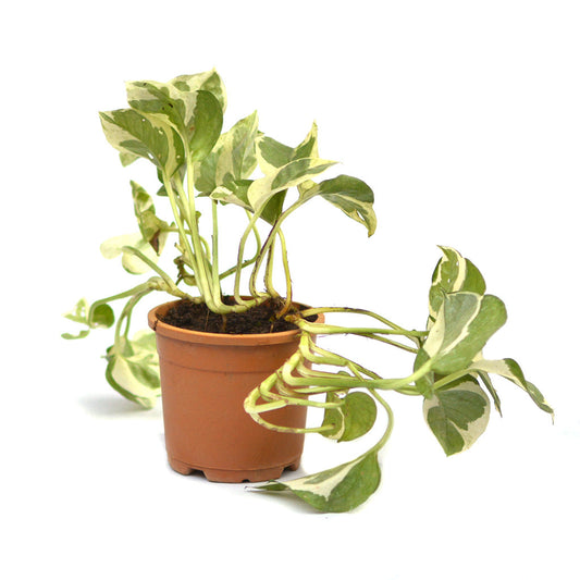  Pothos Pearls And Jade Money Plant