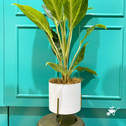  Pearl White Metal Pot With Stand