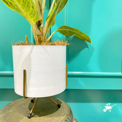  Pearl White Metal Pot With Stand