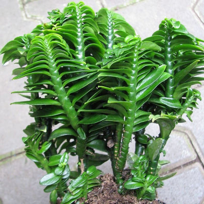  Pedilanthus Tithymaloides Nana Green Succulent Plant