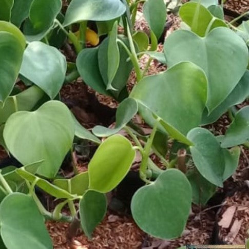  Philodendron Microstrictum Plant