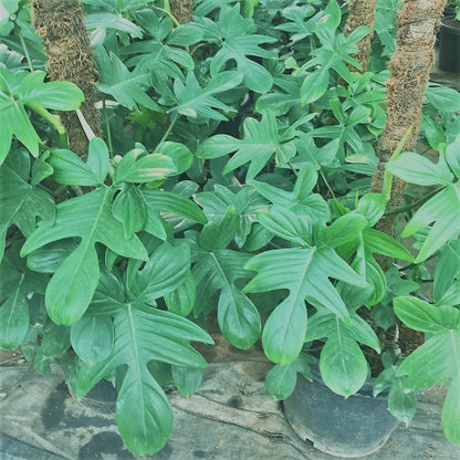  Philodendron Laciniatum Plant