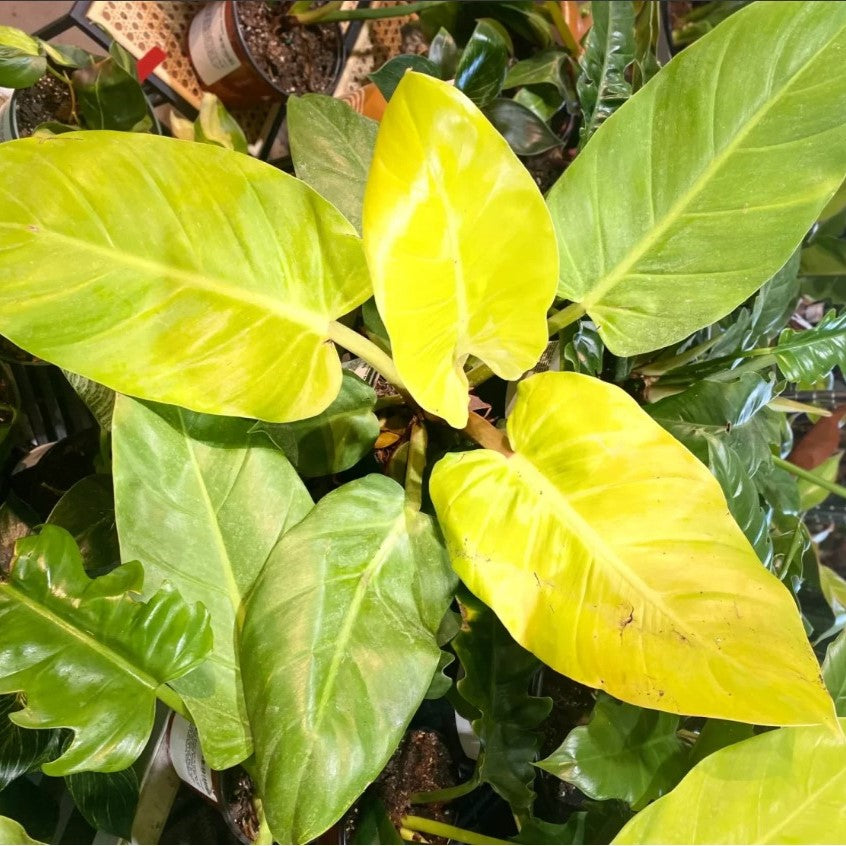  Philodendron 'Golden Melinonii' Plant