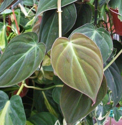  Philodendron Micans Plant