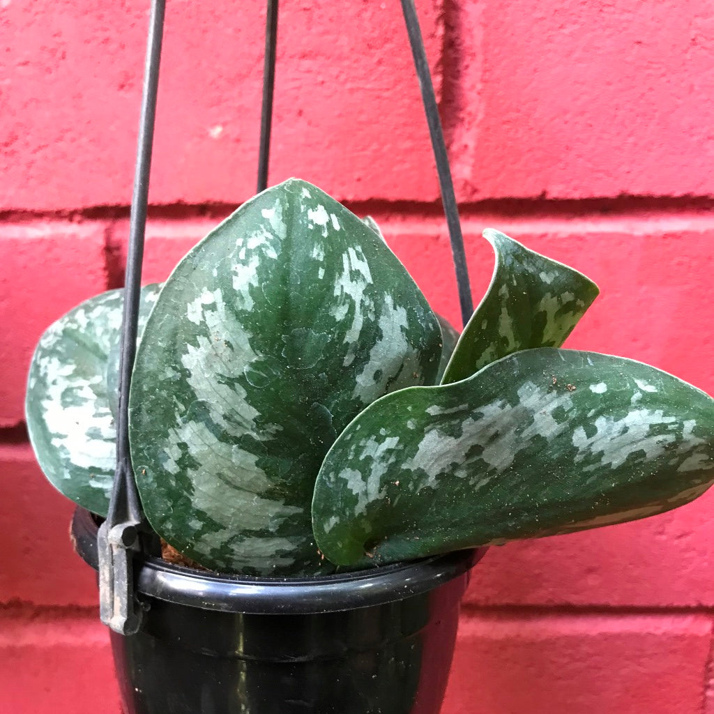  Scindapsus Pictus Big Leaf Silver Plant