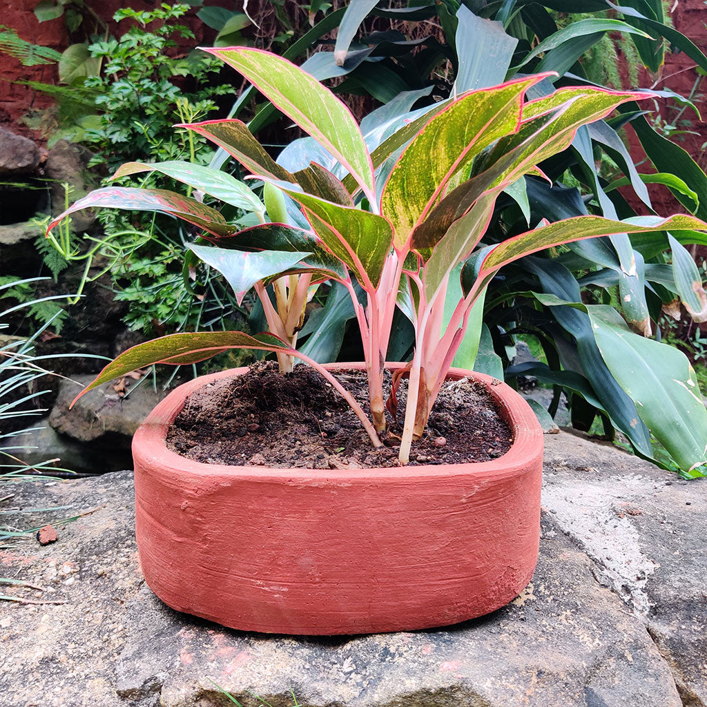  Set Of 2 Plain Rectangular Rounded Edged Terracotta Pot