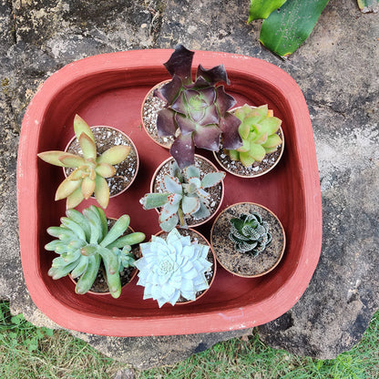  Set Of 2 Plain Rectangular Rounded Edged Terracotta Pot