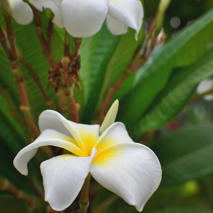  Plumeria Obtusa White Champa Plant