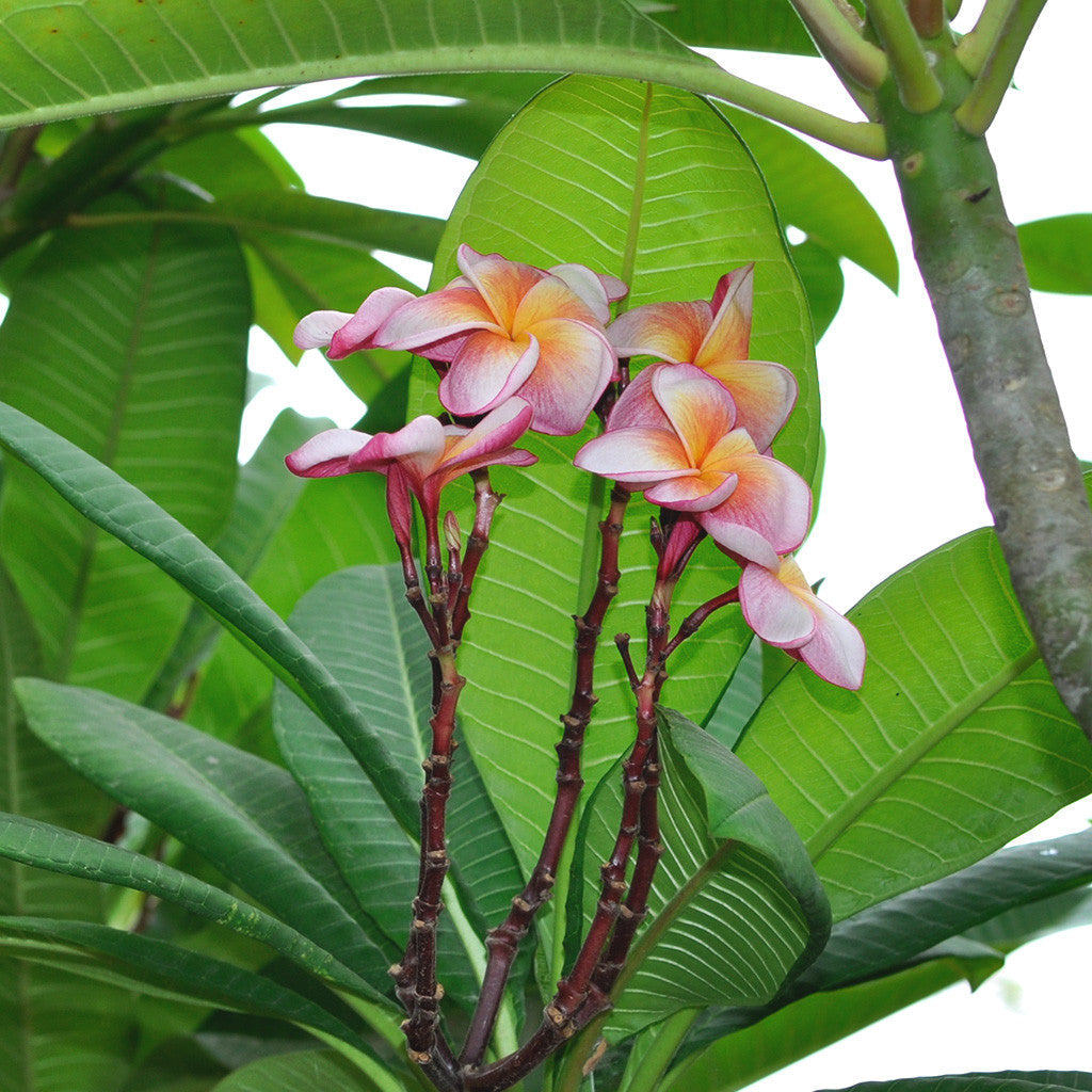  Plumeria Rubra Penang Peach Champa Plant