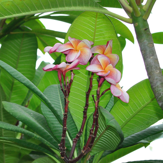  Plumeria Rubra Penang Peach Champa Plant