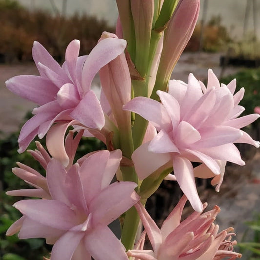  Rajnigandha-Polianthes Tuberosa 'Pink Sapphire' (Bulbs)