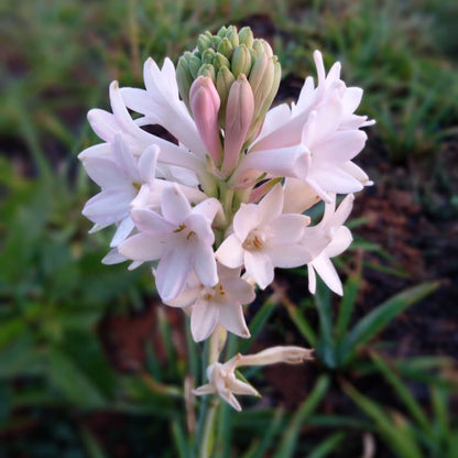  Rajnigandha-Polianthes Tuberosa "Sensation" (Bulbs)