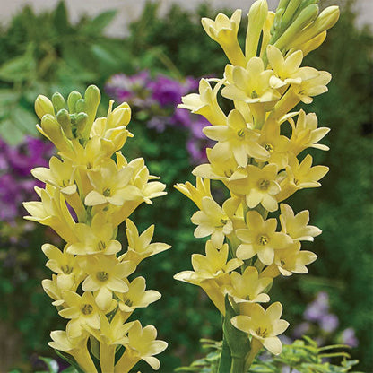  Rajnigandha-Polianthes Tuberosa 'Yellow Baby (Bulbs)