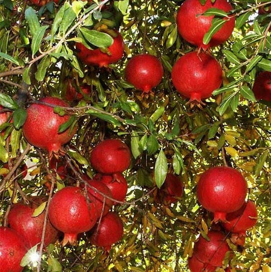  Pomegranate Super Sindhuri Tissue Culture Plant