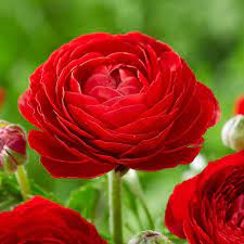  Ranunculus Asiaticus 'Aviv Rood' (Bulbs)
