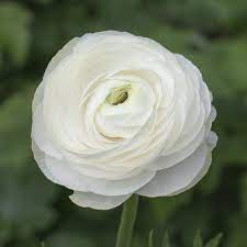  Ranunculus Asiaticus 'Aviv Wit' (Bulbs)