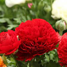  Ranunculus Asiaticus 'Aviv Rood' (Bulbs)