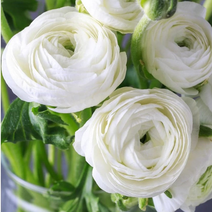  Ranunculus Asiaticus 'Aviv Wit' (Bulbs)