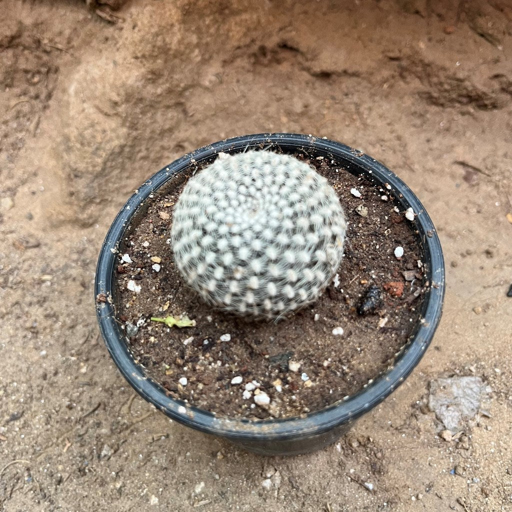  Rebutia Arenacea Cactus Plant