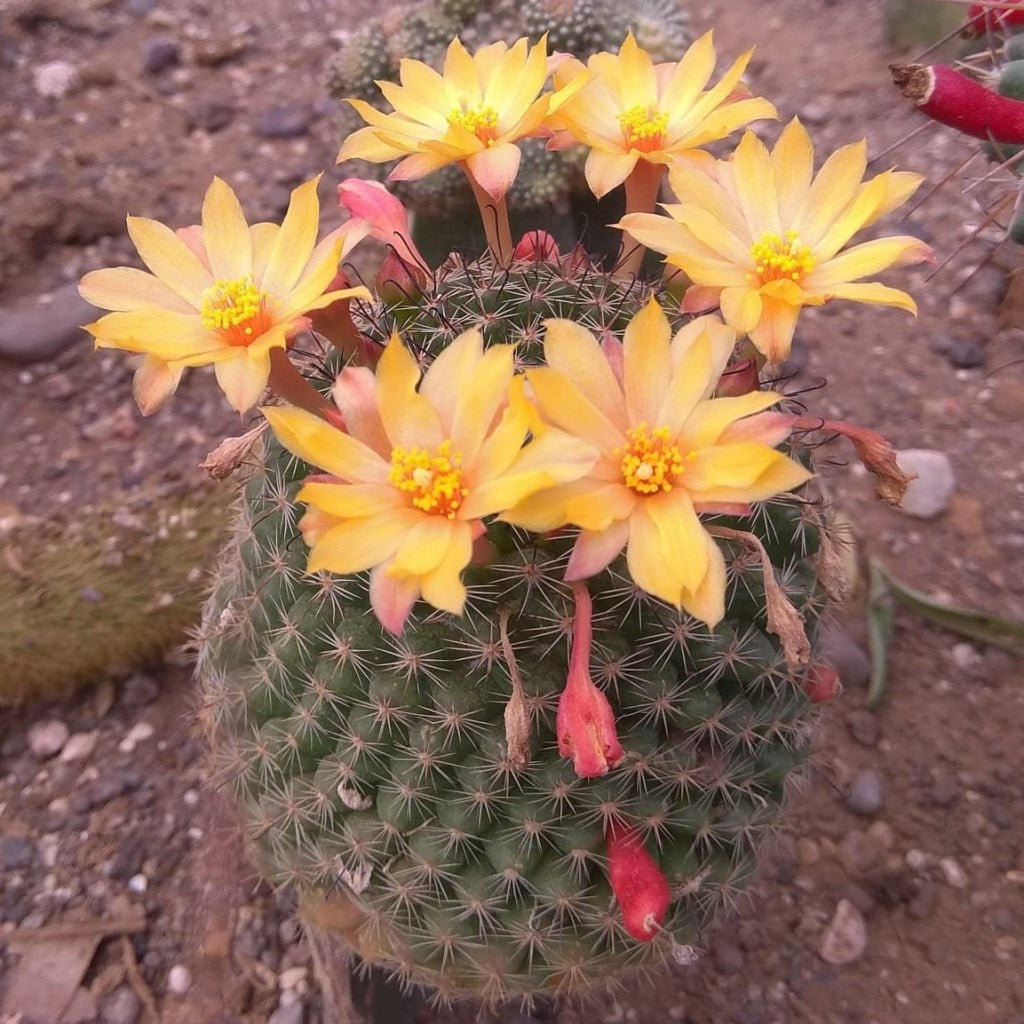  Rebutia Arenacea Cactus Plant