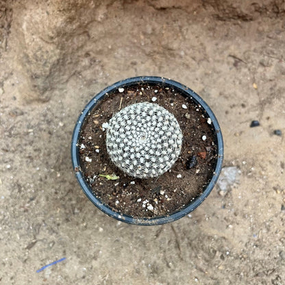  Rebutia Arenacea Cactus Plant