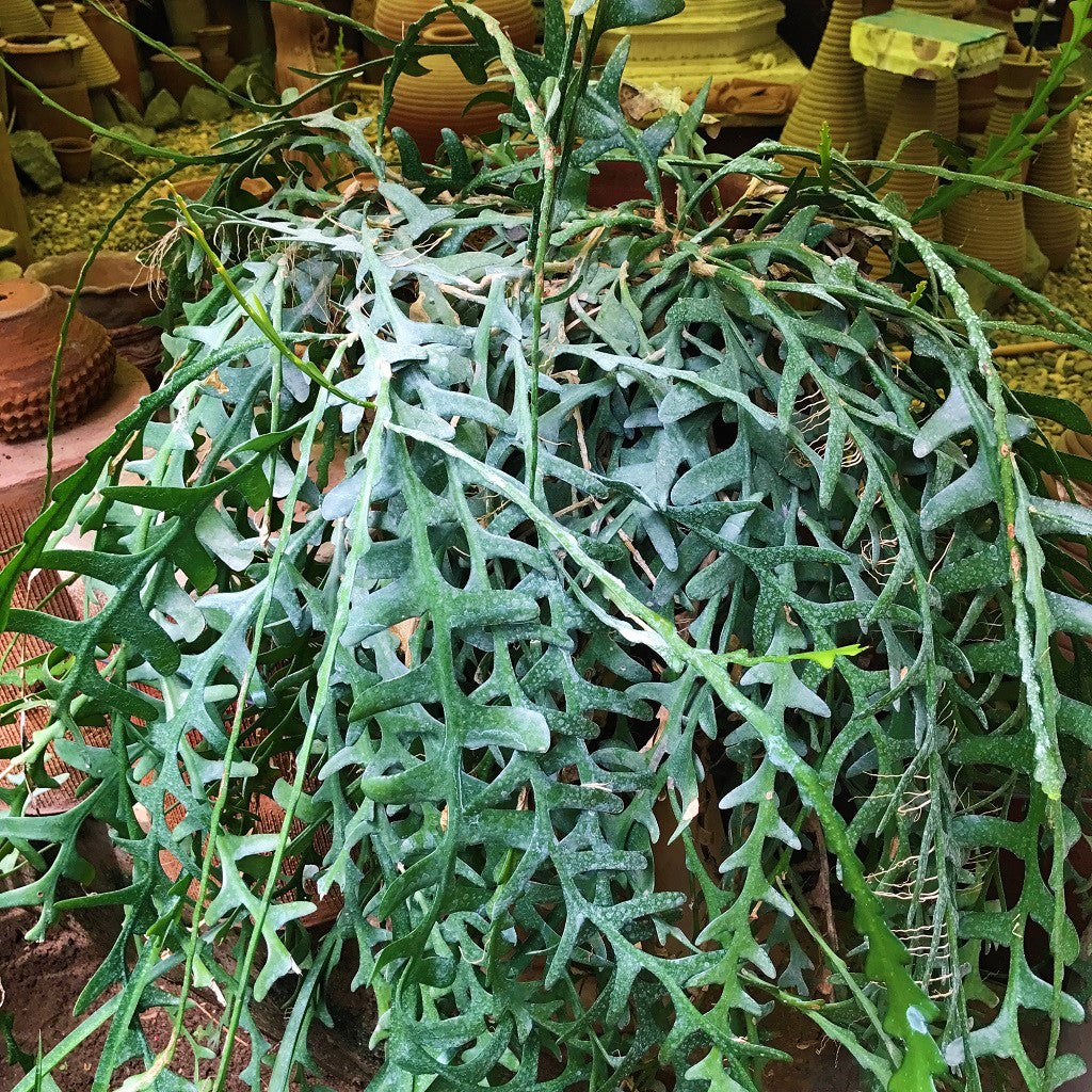  Rick Rack Cactus Cactus Plant