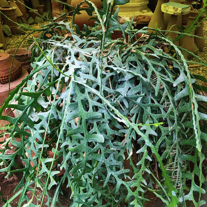  Rick Rack Cactus Cactus Plant