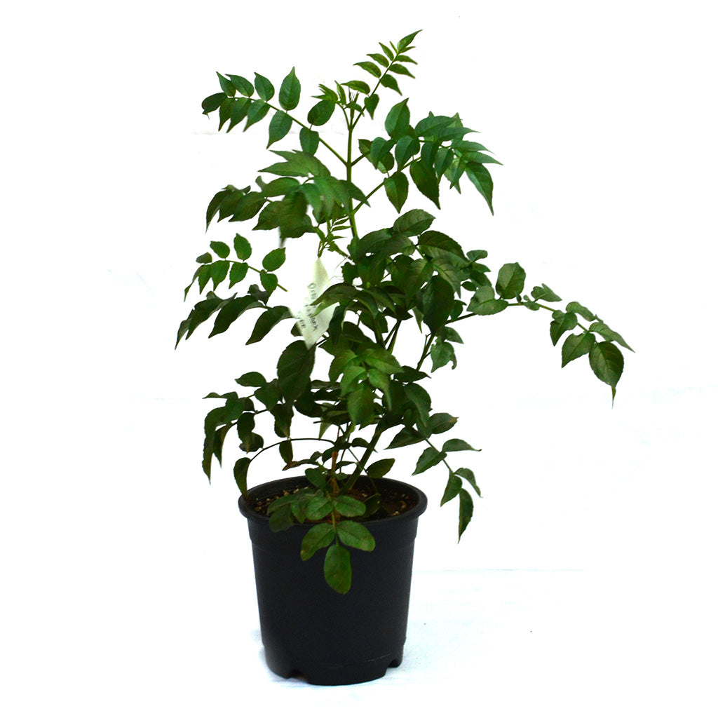  Rosy Trumpet Tree Plant