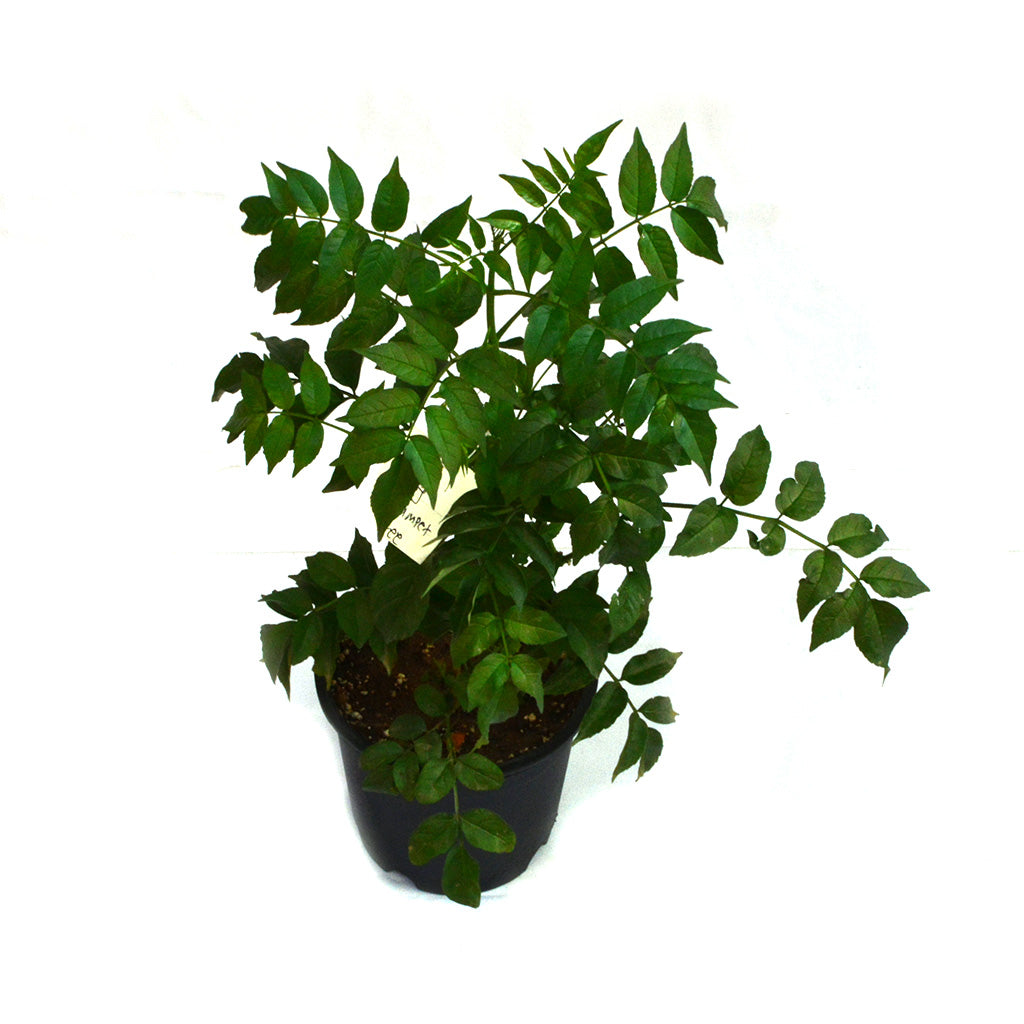  Rosy Trumpet Tree Plant