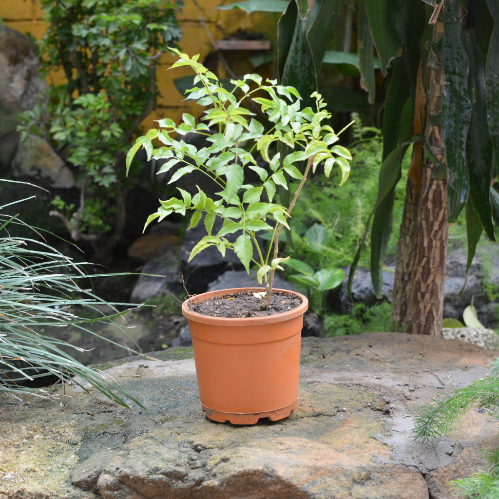  Rosy Trumpet Tree Plant