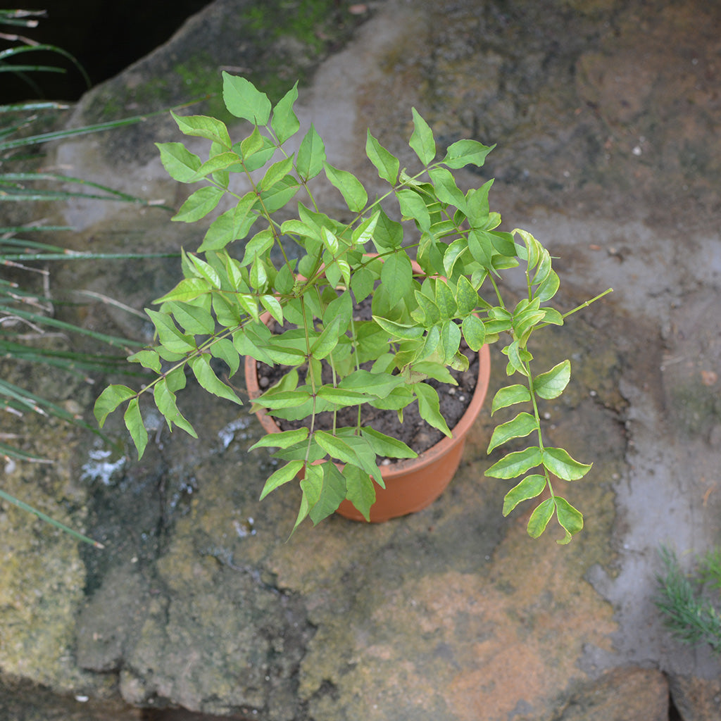  Rosy Trumpet Tree Plant