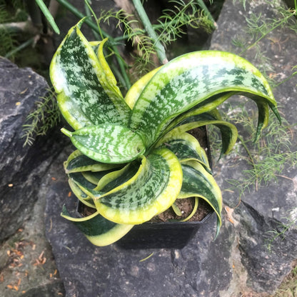  Sansevieria Twisted Sister Plant