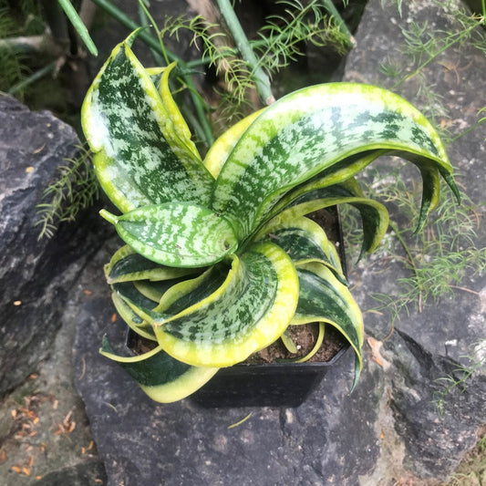  Sansevieria Twisted Sister Plant