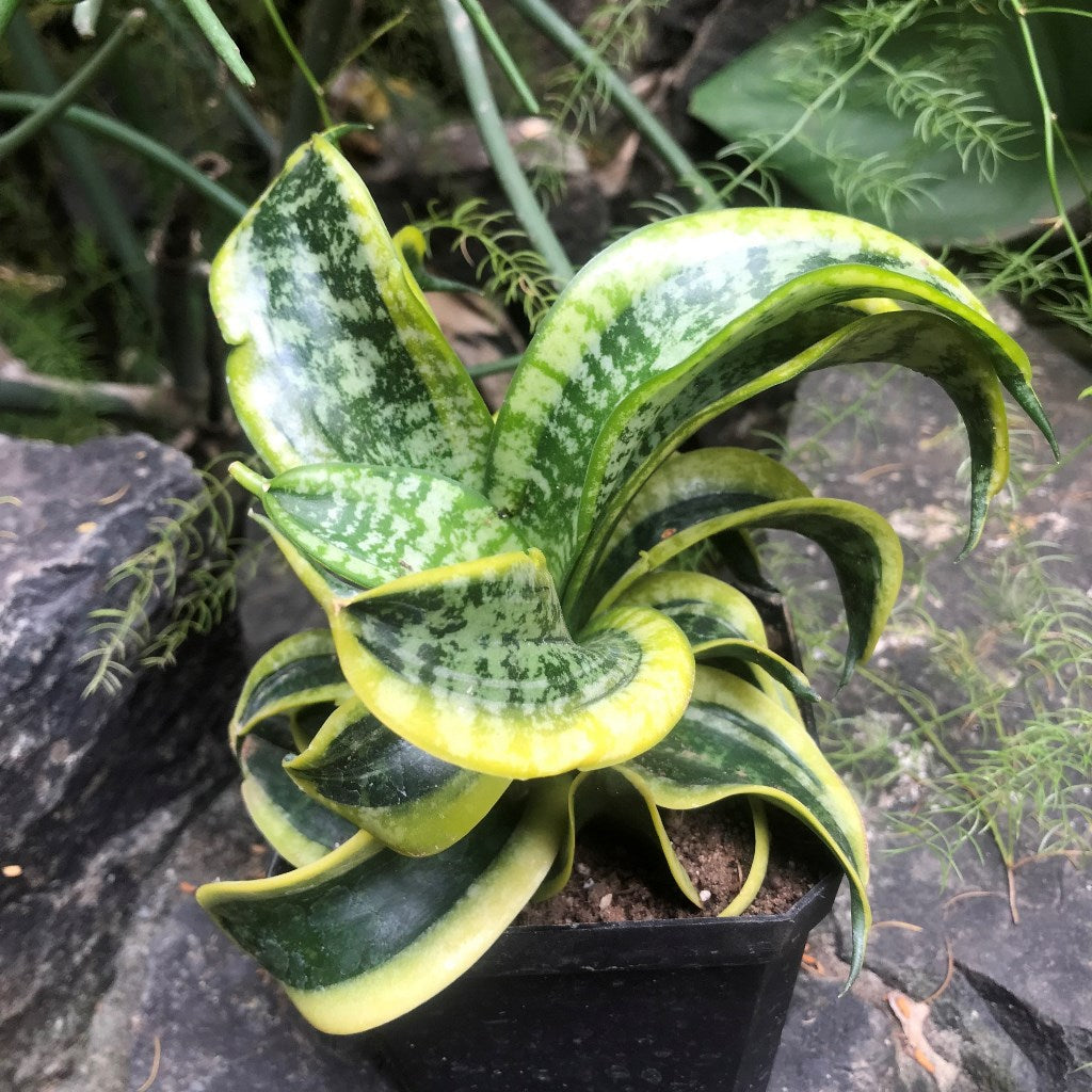  Sansevieria Twisted Sister Plant